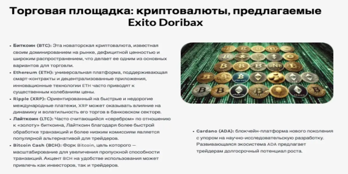 Exito Doribax инфо о проекте обзор на Exito Doribax
